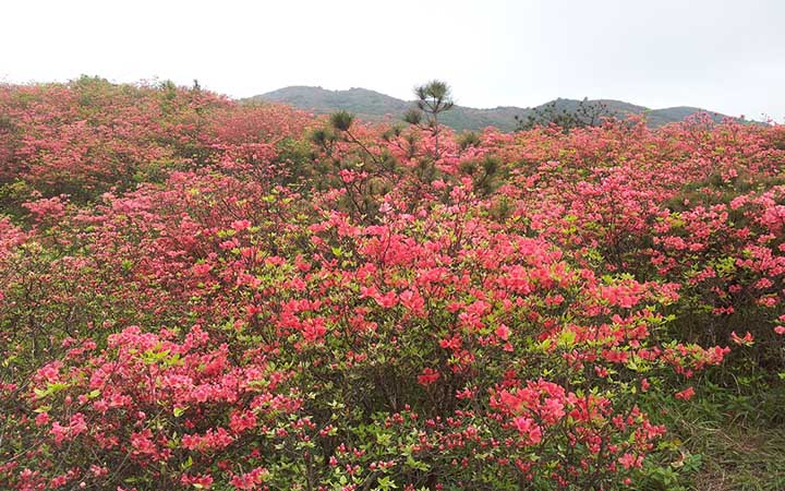 杜鹃花海