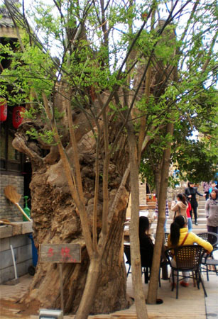 袁家村旅游规划选择造型奇特的树种