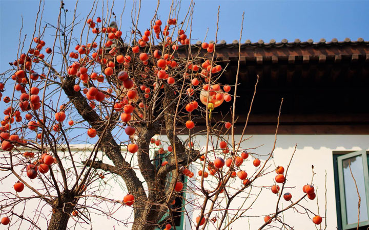 袁家村旅游规划中多采用柿子树作为景观植物