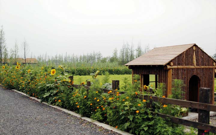 乡村旅游规划公司：田园东方旅游规划形成成片的花海