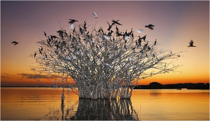 湿地旅游规划设计院完成湿地鸟巢旅游规划效果图